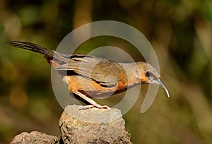 Rusty-cheeked Scimitar-Babbler Pomatorhinus erythrogenys