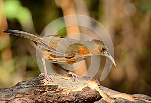 Rusty-cheeked Scimitar-Babbler Pomatorhinus erythrogenys