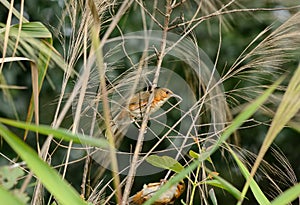 Rusty-cheeked Scimitar-Babbler (Pomatorhinus erythrogenys)