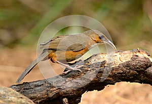 Rusty-cheeked Scimitar-Babbler (Pomatorhinus erythrogenys)