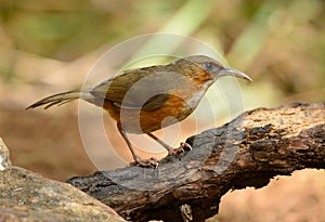 Rusty-cheeked Scimitar-Babbler (Pomatorhinus erythrogenys)