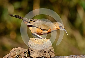 Rusty-cheeked Scimitar-Babbler (Pomatorhinus erythrogenys)