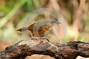 Rusty-cheeked Scimitar-Babbler (Pomatorhinus erythrogenys)