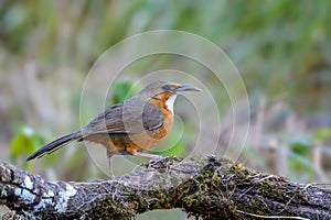 Rusty-cheeked Scimitar Babbler or Pomatorhinus erythrogenys, beautiful bird standing on timber.