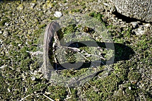 Rusty Clip for old concrete slabs with moss, outdoor background