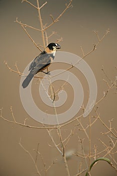 Rusty-collared seedeater, Sporophila collaris