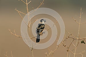 Rusty-collared seedeater, Sporophila collaris