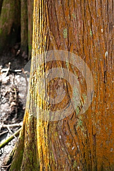 The Rusty Colored Bark Of A Louisiana Cypress Tree.