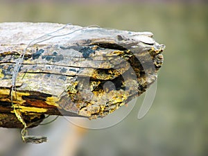 Rusty decomposing wood,dying to end.