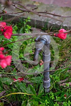 A rusty faucet is dripping water photo