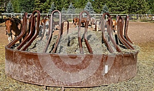 Rusty feed bunk in a horse corral