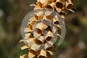 Rusty foxglove (Digitalis ferruginea)