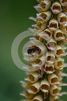 Rusty foxglove Digitalis ferruginea Gigantea, rusty coloured flowers and bumblebee