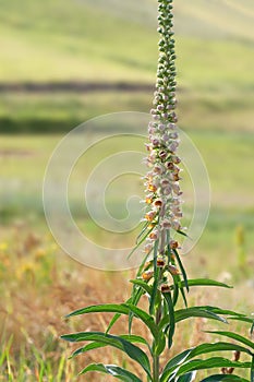 Rusty foxglove in flower. Digitalis ferruginea, Veronicaceae.