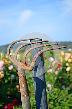 Rusty garden rake