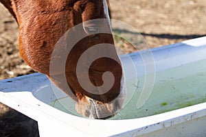 Rusty gelding drinks water from a bathtub in its winter paddock, drinking regime at the horse