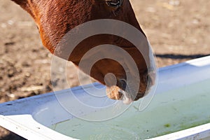 Rusty gelding drinks water from a bathtub in its winter paddock, drinking regime at the horse