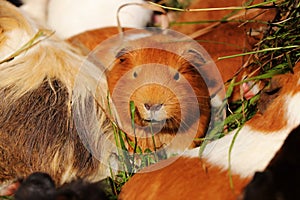 A rusty guinea pig lying in grass with other guys. He is watching some buddies. Leader of gunea pigs