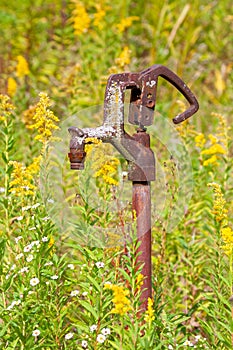 A rusty hand pump in a field of goldenrod