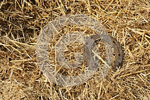 Rusty horseshoes on a straw background - rustic scene in a country style. Old iron Horseshoe - good luck symbol and mascot of well