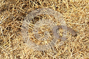 Rusty horseshoes on a straw background - rustic scene in a country style. Old iron Horseshoe - good luck symbol and mascot of well