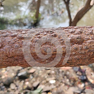 Rusty iron bar, railings of Charkop Bay.