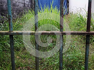 rusty iron fance and tall grass in the house