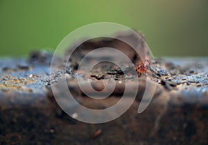 Rusty iron macro detail.
