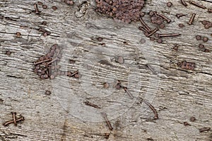 Rusty iron nails driven into an old wooden beam