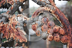 Rusty Ironwork with Peeling Paint photo