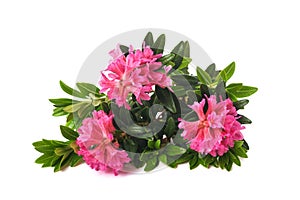 Rusty leaved alpenrose