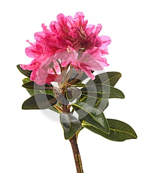 Rusty leaved alpenrose