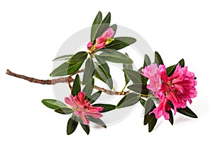 Rusty leaved alpenrose