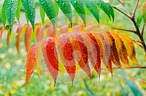 Rusty leaves