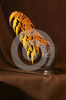 Rusty leaves of staghorn sumac rhus typhina in the vase