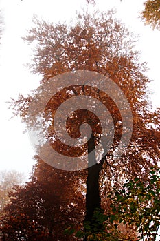 Rusty lonely tree in morning light