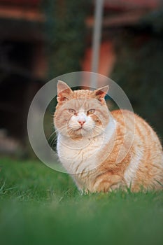 Rusty lovely cat relaxing on the huge botanic garden during beau