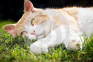 Rusty lovely cat relaxing on the huge botanic garden during beau