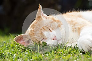 Rusty lovely cat relaxing on the huge botanic garden during beautiful spring sunset, looking happy