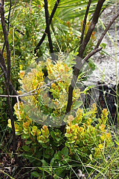 Rusty Lyonia (Lyonia ferruginea)