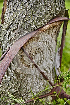 Rusty Metal Band on Tree Bark with Moss - Close-Up Perspective