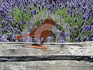 Rusty metal bird on top of lavender field fence