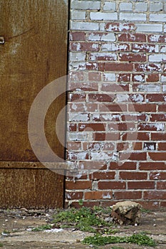 Rusty Metal Door Grunge Texture Background