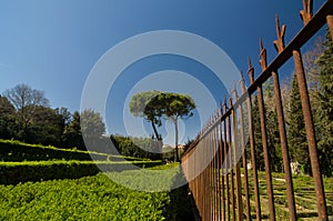 Rusty metal fence and trimmed bushes in Boboli Gardens, Florence