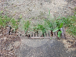 Rusty metal grate bars on drain with green grass growing