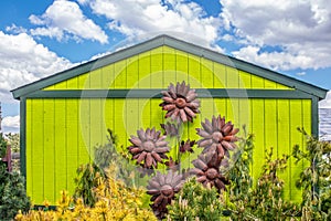 Rusty metal huge yard decor sunflowers against lime green storage shet with variety of evergreens under beauitful sky