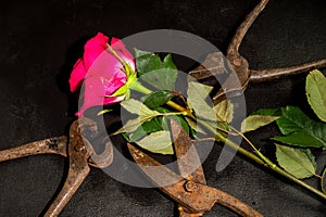 Rusty metal scissors and red rose on a black background