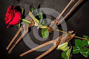 Rusty metal scissors and red rose on a black background