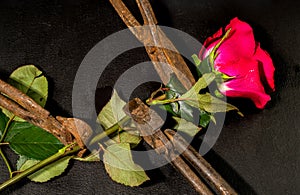 Rusty metal scissors and red rose on a black background