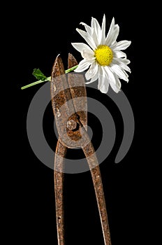 Rusty metal scissors and white chamomile on a black background